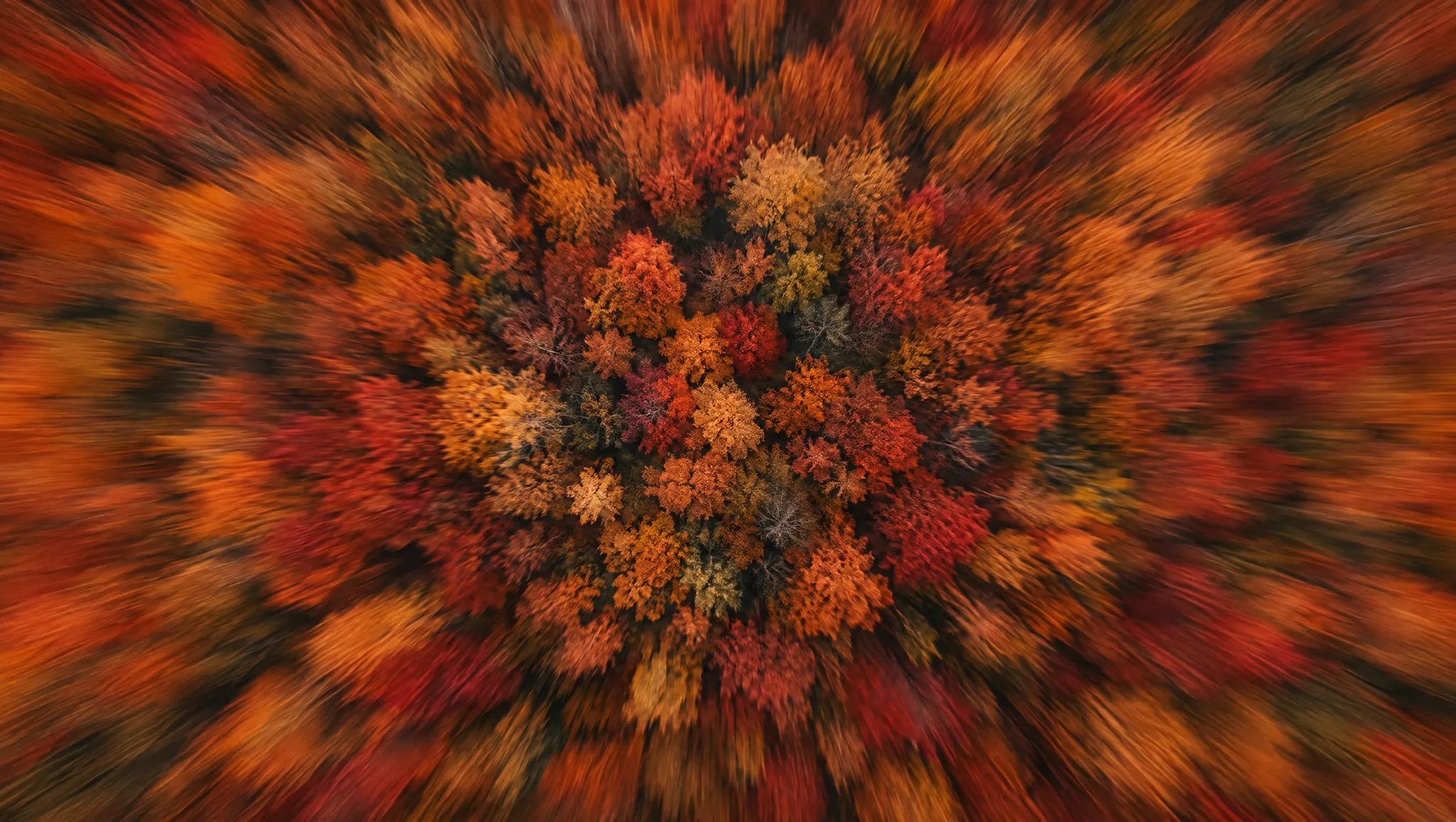 Vue aérienne d'une forêt d'automne, rouge et orange, filée vers son centre.